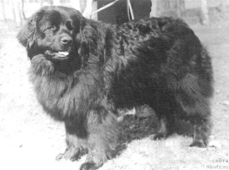 Фото: ньюфаундленд Franklin Grand Zor (Франклин Гранд Зор)