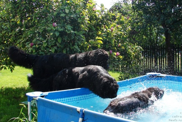 Фото: Tatyana Lalichevich (Татяна Лаличевич)