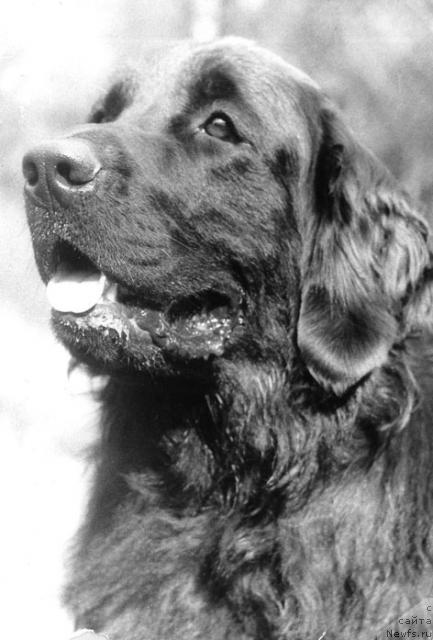 Фото: ньюфаундленд Biana Ul'vis (Биана Ульвис)