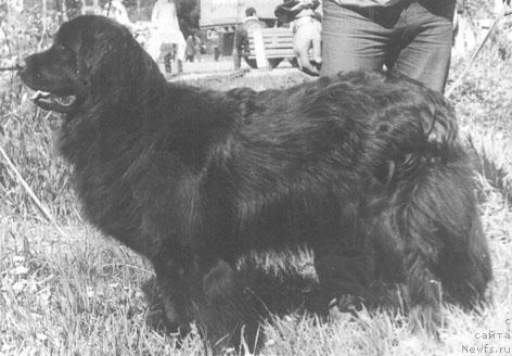 Фото: ньюфаундленд Mayra Edji (Майра Еджи)