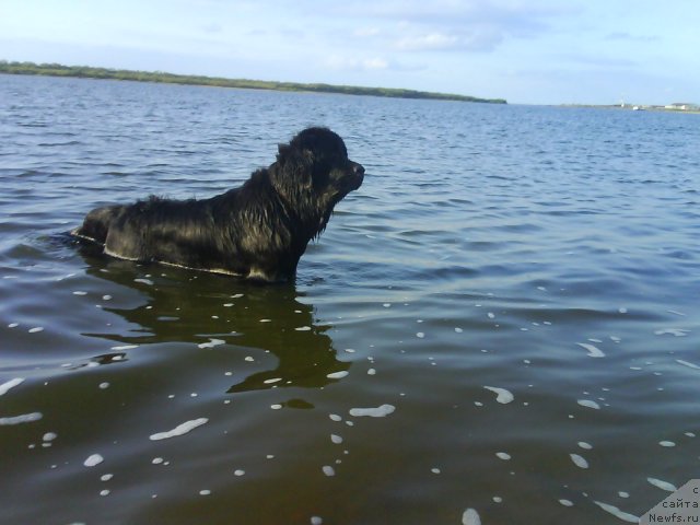 Фото: ньюфаундленд Gloriya Grand Blek (Глория Гранд Блек)