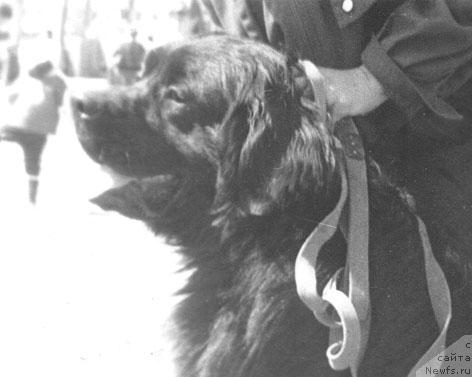 Фото: ньюфаундленд Stayl YArbi (Стайл Ярби)