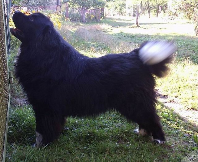 Фото: ньюфаундленд Voyadzher