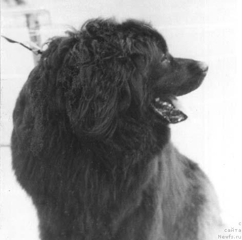 Фото: ньюфаундленд Farli Grand Zor (Фарли Гранд Зор)