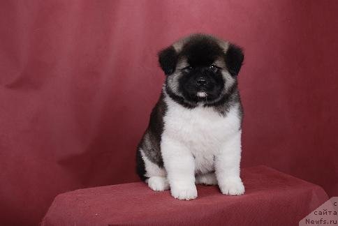 Фотография № 47041