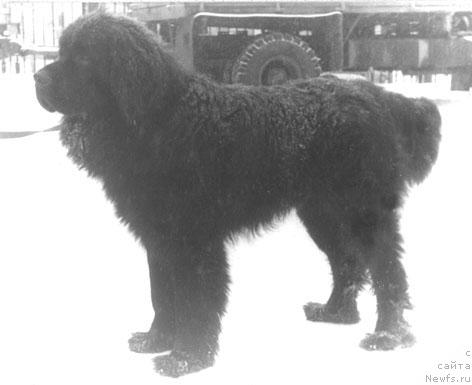 Фото: ньюфаундленд Gil'yas Richard (Гильяс Ричард)