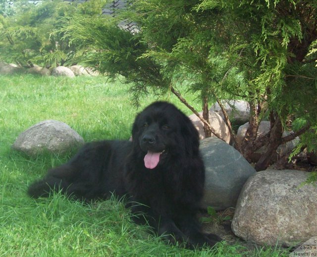 Фото: ньюфаундленд Polnochnaya Zvezda (Полночная Звезда)