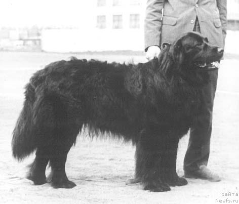 Фото: ньюфаундленд Kelsiy Jan (Келсий Жан)