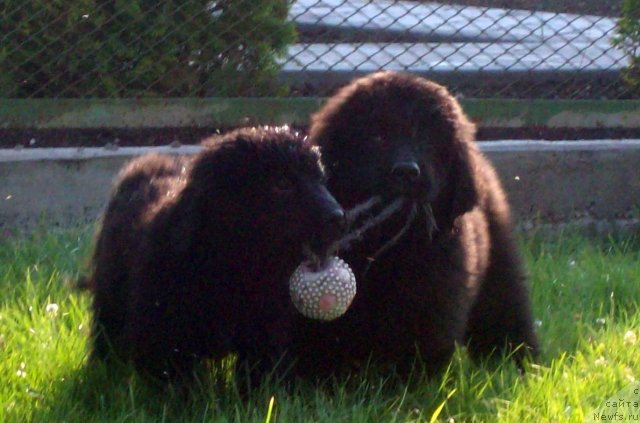 Фото: ньюфаундленд Celitel' Dushi (Целитель Души), ньюфаундленд Cyiganskiy Kapriz (Цыганский Каприз)