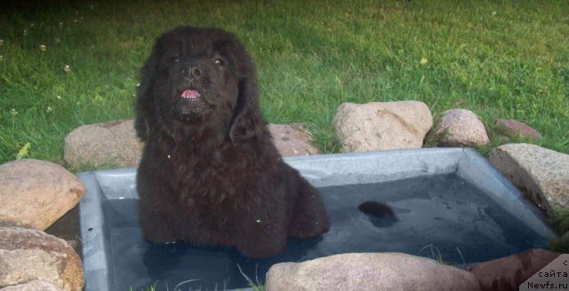 Фото: ньюфаундленд Celitel' Dushi (Целитель Души)