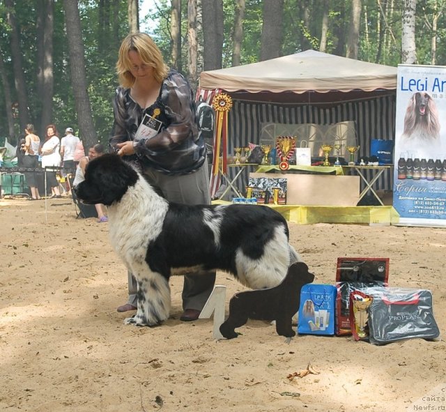 Фото: ньюфаундленд Deshabillez Moi de L'Iliade et L'Odyssee