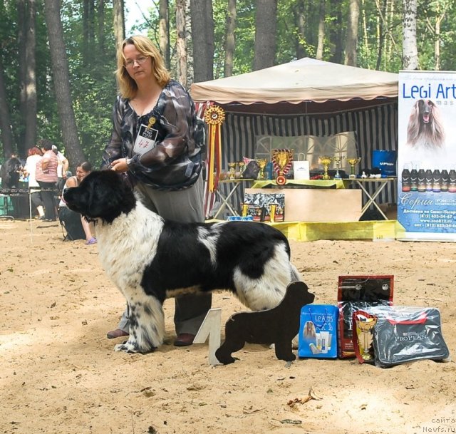 Фото: ньюфаундленд Deshabillez Moi de L'Iliade et L'Odyssee