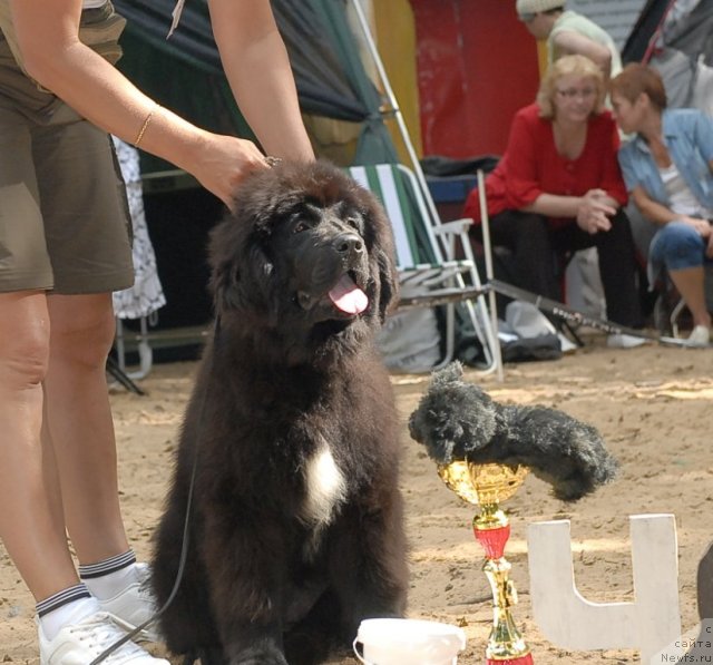 Фото: ньюфаундленд I'm in Love Midnight Bear