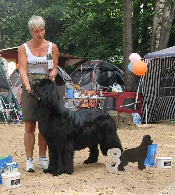 Фото: ньюфаундленд Ocharovatelnaya Lady ot Sibirskogo Medvedja (Очаровательна Леди от Сибирского Медведя)
