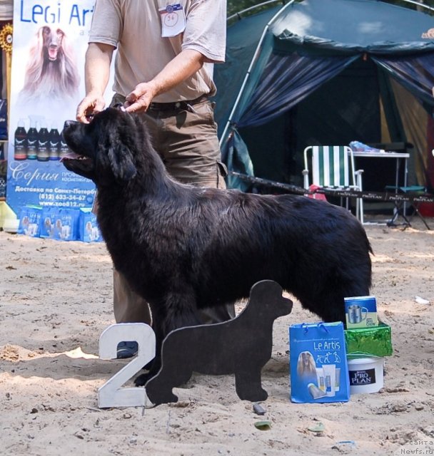 Фото: ньюфаундленд Plushevaya Panda Roskoshnaya Lady Diana (Плюшевая Панда Роскошная Леди Диана)