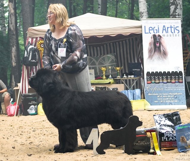 Фото: ньюфаундленд Sent Djons Rose for Me (Сент Джонс Роуз фо Ми)