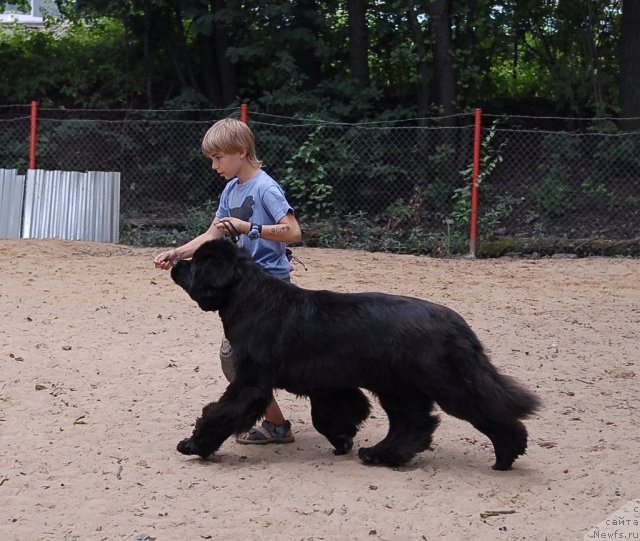 Фото: ньюфаундленд Sent Djons Rose for Me (Сент Джонс Роуз фо Ми)