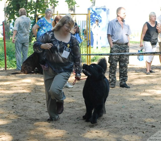 Фото: ньюфаундленд Aquatoriya Kelvin Kadril (Акватория Келвин Кадриль)