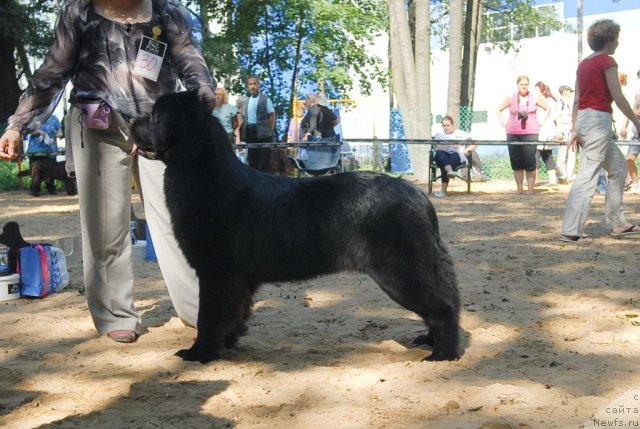 Фото: ньюфаундленд Aquatoriya Kelvin Kadril (Акватория Келвин Кадриль)