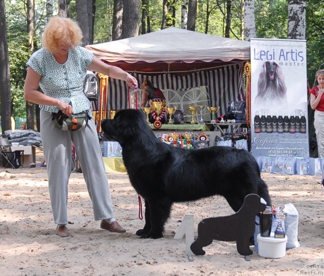 Фото: ньюфаундленд Aquatoriya Kelvin Kadril (Акватория Келвин Кадриль)
