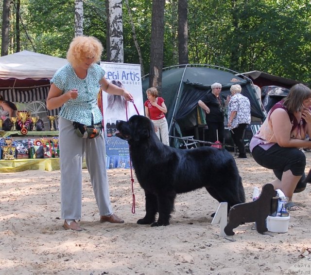 Фото: ньюфаундленд Aquatoriya Kelvin Kadril (Акватория Келвин Кадриль)