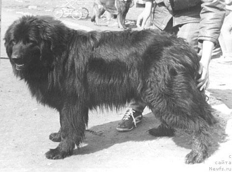 Фото: ньюфаундленд Naminga SHano (Наминга Шано)