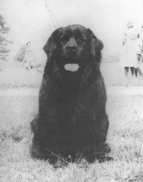 Фото: ньюфаундленд Gekla Barsi (Гекла Барси)