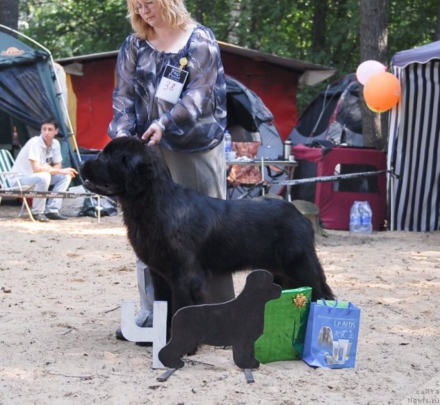 Фото: ньюфаундленд Sent Djons Sabina Mistical (Сент Джонс Сабина Мистикал)