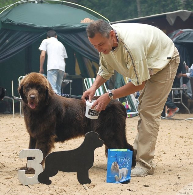 Фото: ньюфаундленд Krasota CHistogo Zolota (Красота Чистого Золота)