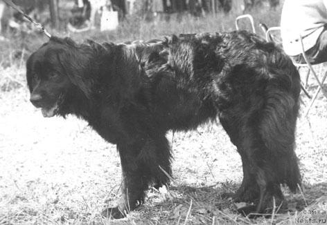 Фото: ньюфаундленд Meyri Maura (Мейри Маура)