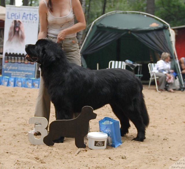 Фото: ньюфаундленд Smigar YEndi Djolli Dol'fin (Смигар Энди Джолли Дольфин)