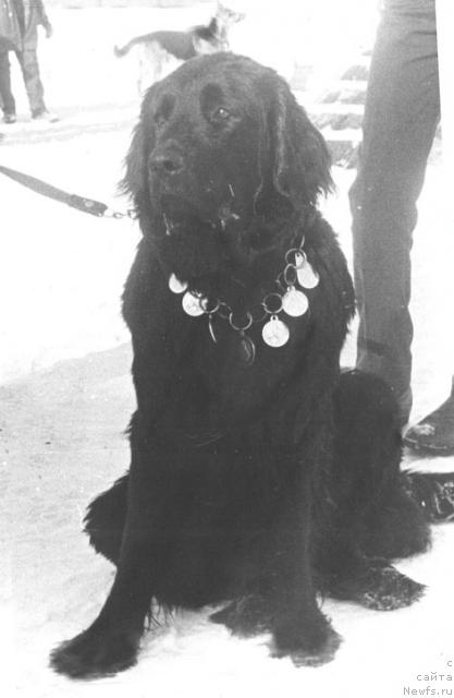 Фото: ньюфаундленд Olta Betta (Олта Бетта)