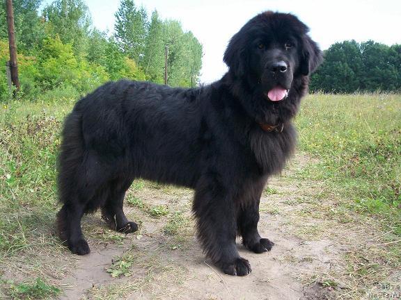 Фото: ньюфаундленд Cacyiba Lav of Ovaciya (Цацыба Лав оф Овация)