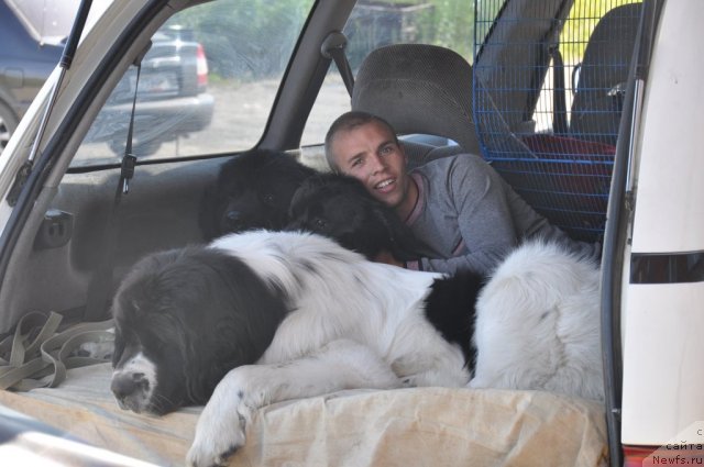 Фото: ньюфаундленд Ottava (Оттава), ньюфаундленд Rokot Volny Varga Kara Ayular (Рокот Волны Варга Кара Аюлар), ньюфаундленд Lord Luxemburg Ayular iz Tihogo Omuta (Лорд Люксембург Аюлар из Тихого Омута), Aleksandr Fayzulin (Александр Файзулин)