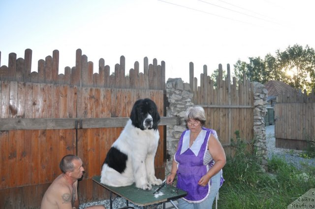 Фото: ньюфаундленд Lord Luxemburg Ayular iz Tihogo Omuta (Лорд Люксембург Аюлар из Тихого Омута), Marina Turapina (Марина Турапина), Игорь бутов