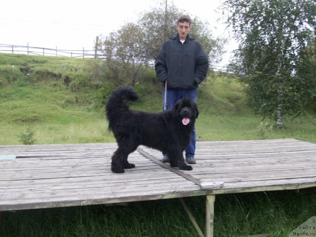 Фото: ньюфаундленд Yarada iz Sibirskoy Glubinki (Ярада из Сибирской Глубинки)