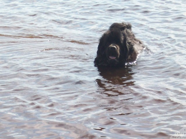 Фото: ньюфаундленд Yarada iz Sibirskoy Glubinki (Ярада из Сибирской Глубинки)
