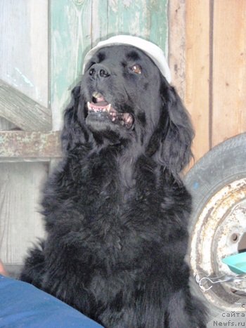 Фото: ньюфаундленд Arabskaya Noch' (Арабская Ночь)