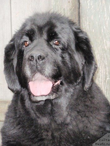 Фото: ньюфаундленд Ai Am Boginya Morya (Ай Эм Богиня Моря)