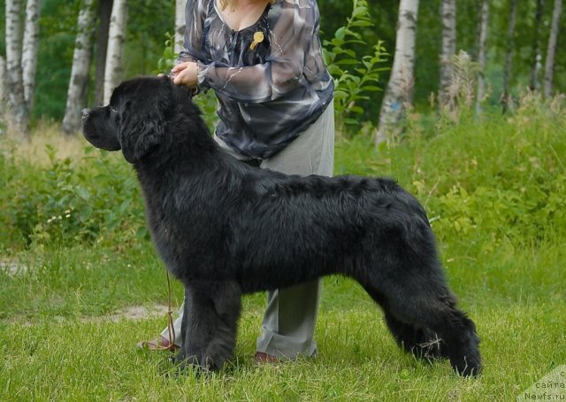 Фото: ньюфаундленд Aquatoriya Kelvin Kilimandzharo (Акватория Келвин Килиманджаро)