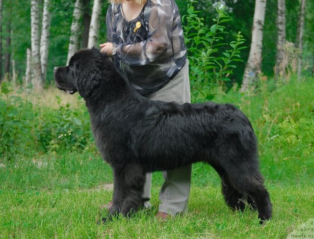 Фото: ньюфаундленд Aquatoriya Kelvin Kilimandzharo (Акватория Келвин Килиманджаро)