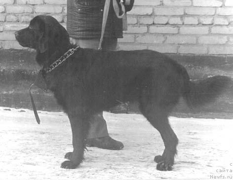 Фото: ньюфаундленд Jannet CHarvens (Жаннет Чарвенс)