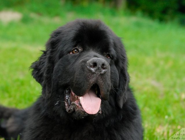 Фото: ньюфаундленд Aquatoriya Kelvin Kilimandzharo (Акватория Келвин Килиманджаро)