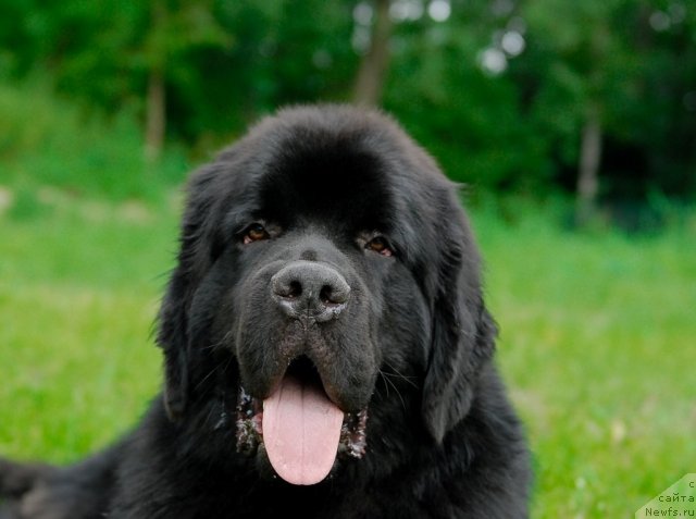 Фото: ньюфаундленд Aquatoriya Kelvin Kilimandzharo (Акватория Келвин Килиманджаро)