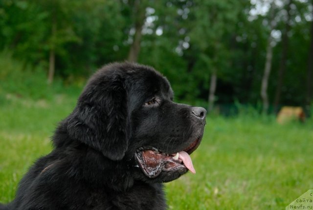 Фото: ньюфаундленд Aquatoriya Kelvin Kilimandzharo (Акватория Келвин Килиманджаро)