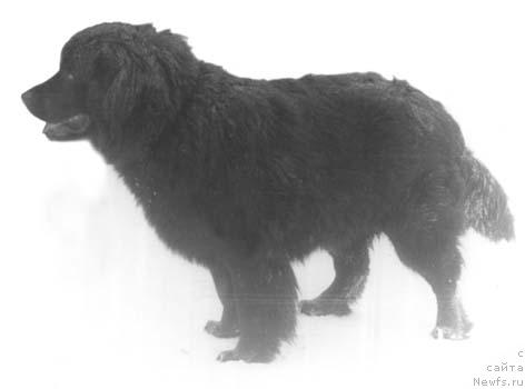 Фото: ньюфаундленд Noy Mol YEvrik (Ной Мол Эврик)