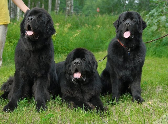Фото: ньюфаундленд Aquatoriya Kelvin Kilimandzharo (Акватория Келвин Килиманджаро), ньюфаундленд Kloofbears My Dream for Sent Djons, ньюфаундленд Aquatoriya Kelvin Kadril (Акватория Келвин Кадриль)