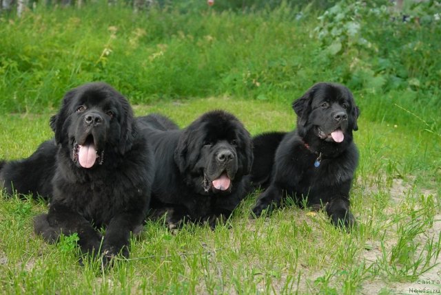 Фото: ньюфаундленд Aquatoriya Kelvin Kilimandzharo (Акватория Келвин Килиманджаро), ньюфаундленд Kloofbears My Dream for Sent Djons, ньюфаундленд Aquatoriya Kelvin Kadril (Акватория Келвин Кадриль)