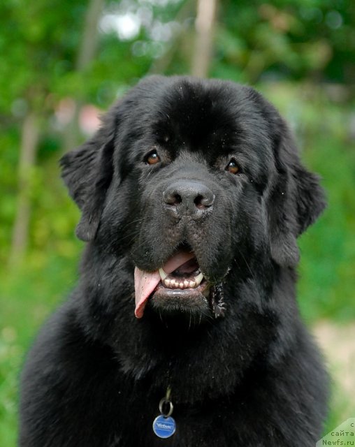 Фото: ньюфаундленд Aquatoriya Kelvin Kadril (Акватория Келвин Кадриль)