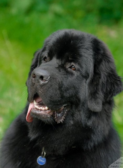 Фото: ньюфаундленд Aquatoriya Kelvin Kadril (Акватория Келвин Кадриль)